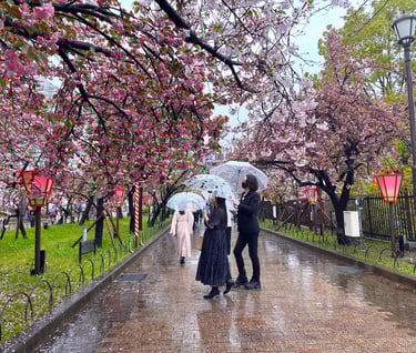 Cherry Blossoms Japan / Sakura Japan / Osaka Mint Bureau Cherry Blossom / Springtime Rain in Osaka Japan