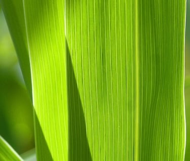Saiba mais sobre desenho de Fábrica de Caldo de Cana