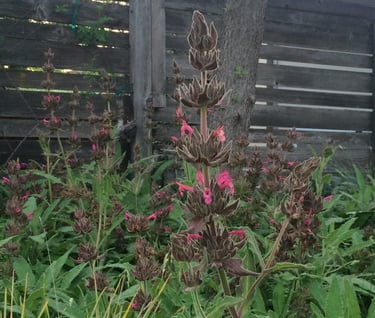 Closeup of Hummingbird Sage in bloom