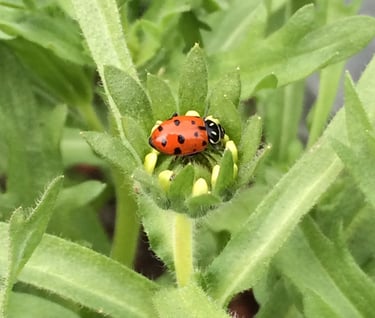 Labybug on green leaves