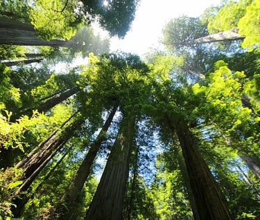 the tops of a ring of redwood trees in the afternoon sun, as seen from the ground