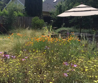 Wildlower meadow in suburban backyard