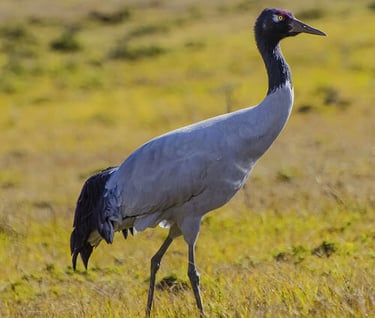 black-necked-crance-spotted-at-bumdelling-in-far-eastern-bhutan-1