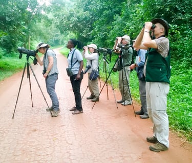 forest-birding
