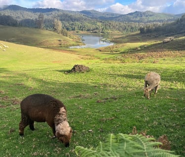 Baby sheeps at Mannvanur sheep farm