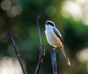 Birds at Mathikettan Shola