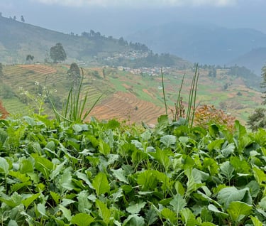 Farming in Vilpatti Village.jpg