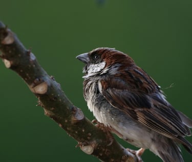 Graceful Sparrow on Green Branch Shola Forests