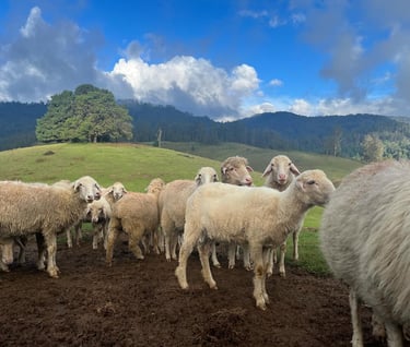 ICAR Sheep Research Farm Mannavanur