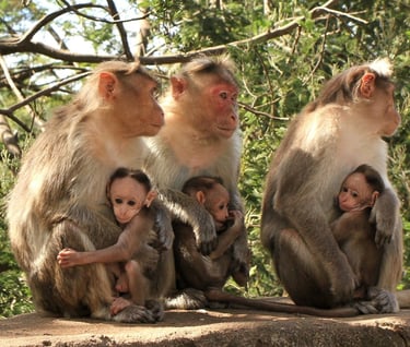 Monkey family in Berijam Lake