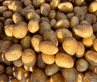 Potato cultivation Mannavanur