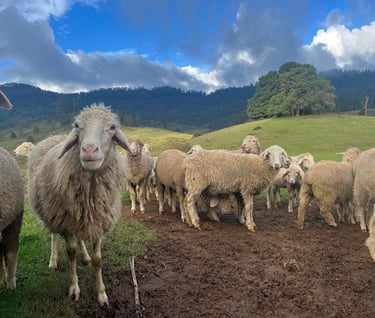 Sheeps at Mannavanur