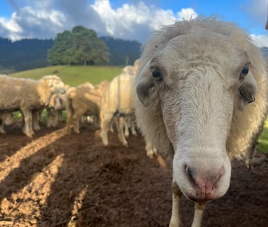 Sheeps at Mannavanur Sheep Farm