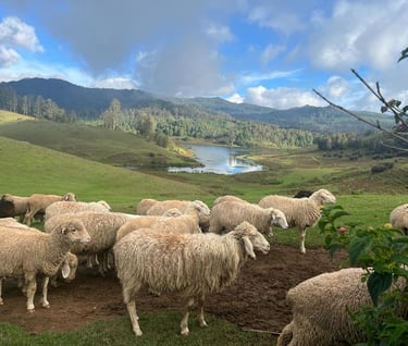 Sheeps Gracing at Mannavanur Sheep Farm