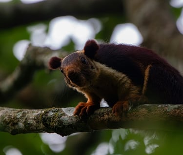 Squirels at Mathikettan Shola 