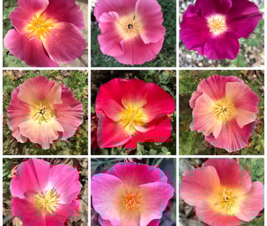 Photo collage of 9 pink California poppy flowers from a member's garden
