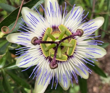 A passion flower in a club member's garden.