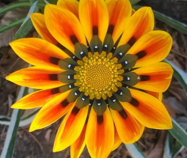 Bright orange Gazania flower in a club member's garden
