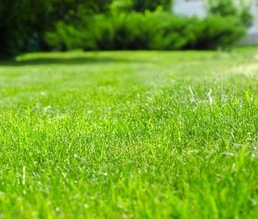 grass, TREE-MENDOUS Tree Service
