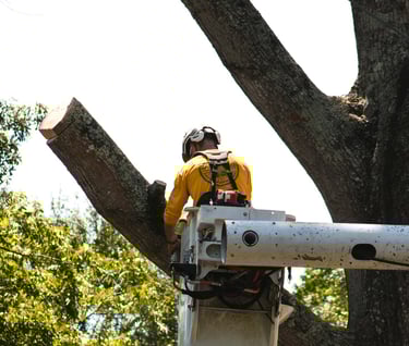 baton rouge tree removal services