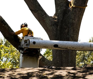 Professional Baton Rouge tree removal and trimming service – worker handling large tree branch.