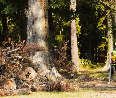 stump grinding services near me | baton rouge
