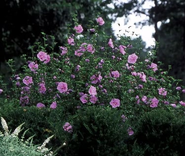 Lavender Chiffon Rose of Sharon