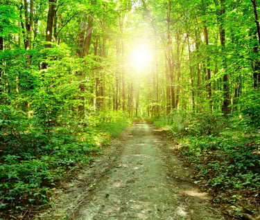 As you walk through the forest I will be by your side until the light starts to shine through.