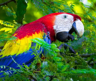 Grand Ara du costa rica qui mange une amande