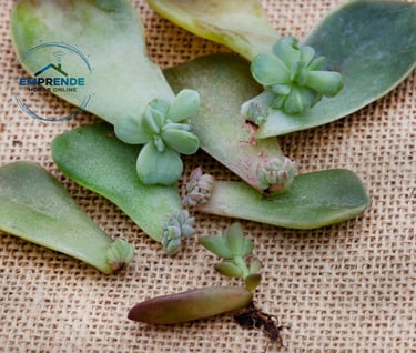 a group of succulente plants with green leaves