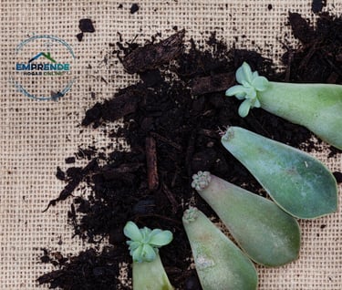 a group of succulente plants in a pile of dirt