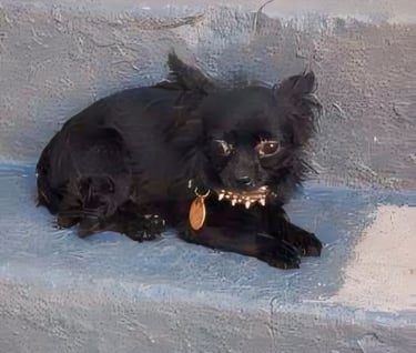 blue black long haired teacup chihuahua