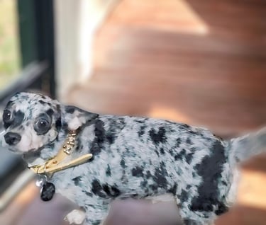 short haired blue merle chihuahua