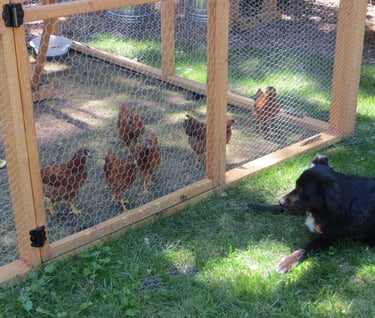 Dog watching Chickens in a coop
