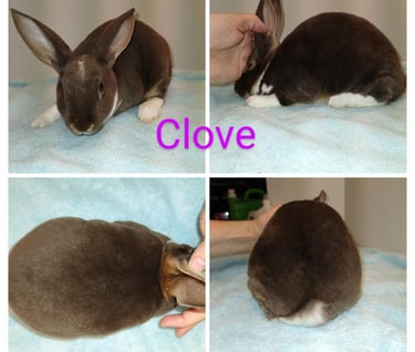 Our Rabbit Clove