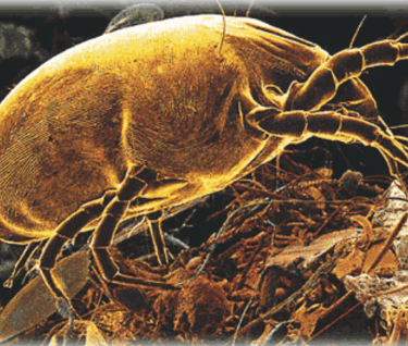 Dust Mite