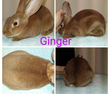 Our Rabbit Ginger