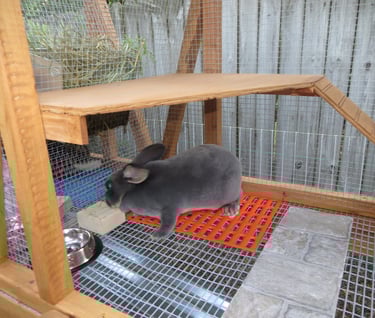 Our Rabbit Parsley in her new hutch