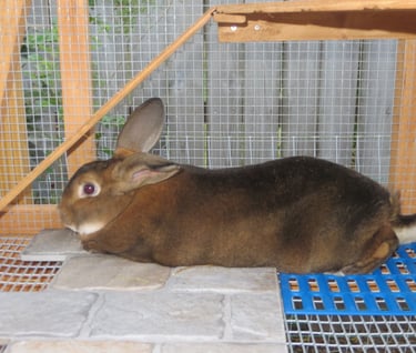 Our Rabbit Sunny in his new hutch
