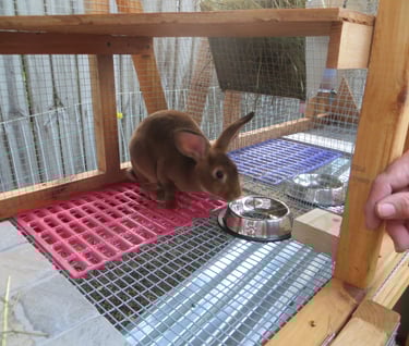 Our Rabbit Ginger in her new hutch