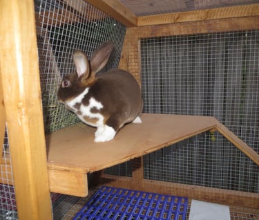Our Rabbit Clove in her new hutch