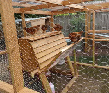 Chickens in a coop