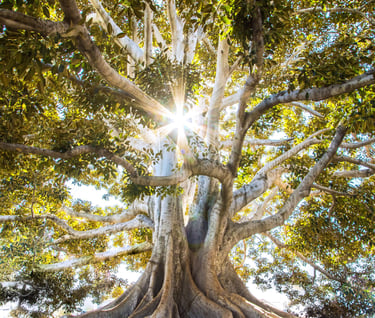 Sunlight shining down through a tree with intricate roots