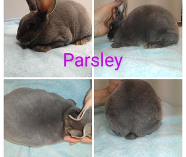Our Rabbit Parsely