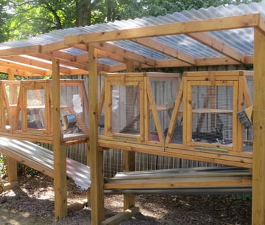 Our Rabbits in the hutch