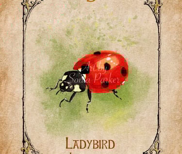 Ladybird, a card from the animal spirit oracle deck