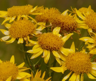 arnica montana