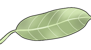 African Mahogany Tree Leaf