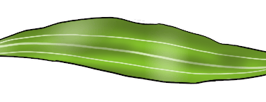 Yellow Coneflower Tree Leaf