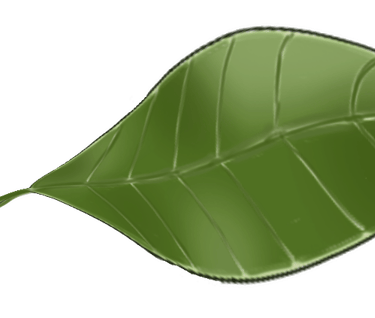 Barrel Tree Leaf